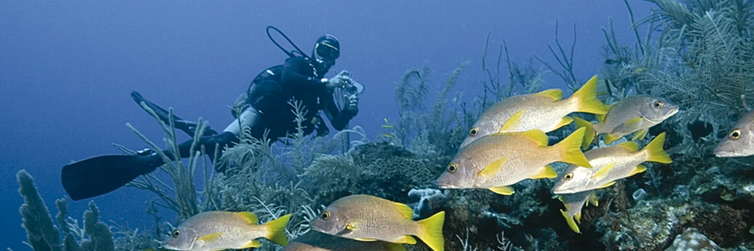 Buceo